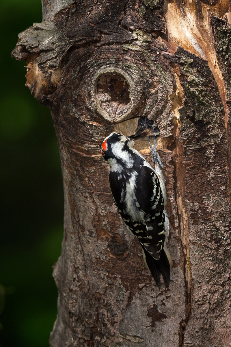 The male Hairy Woodpecker feeds one of the nestlings- this one appears to be female.

District of Columbia 
Rock Creek Park "Maintenance Yard"

May 2015