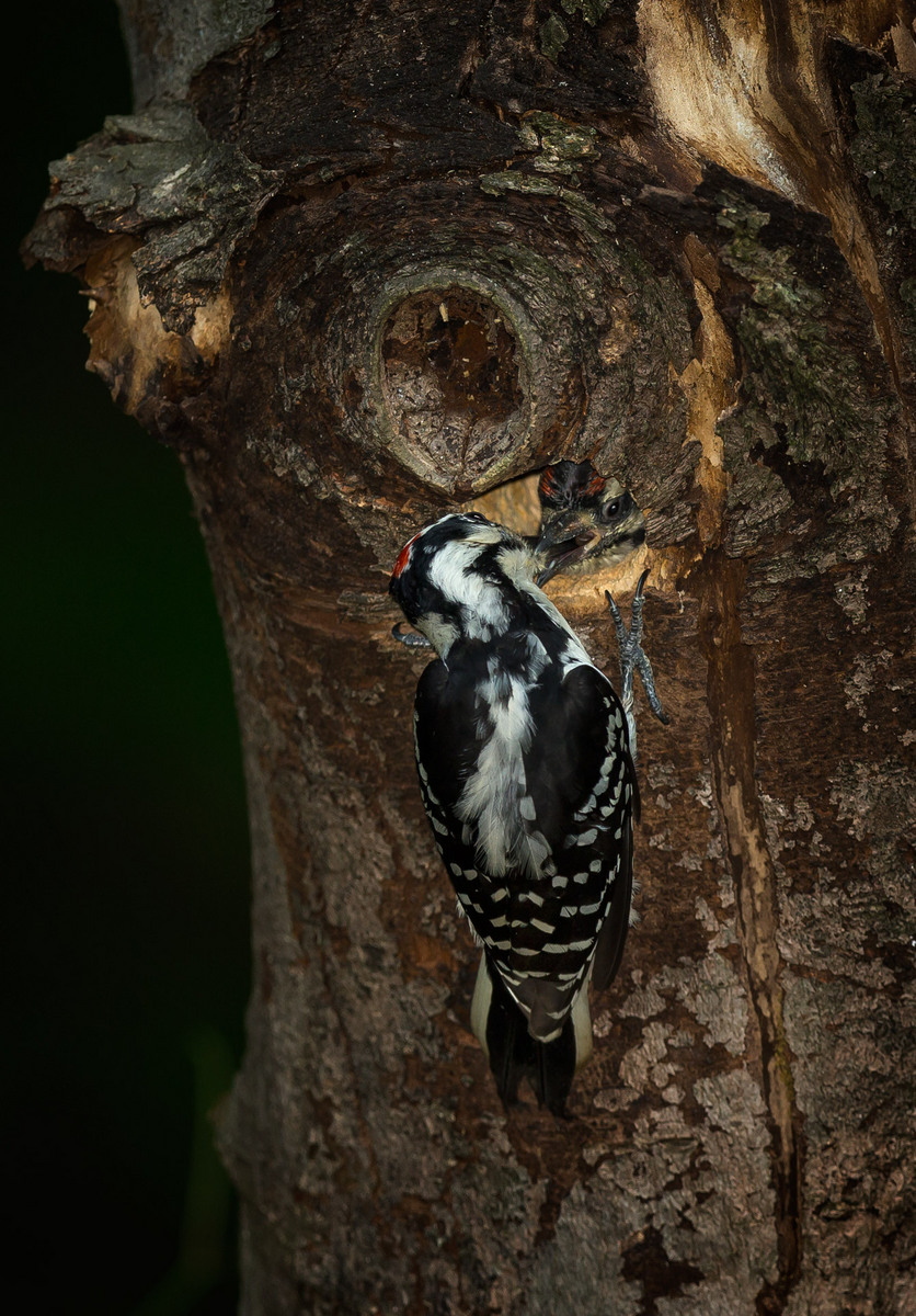 Here the adult male feeds a male nestling- one of just two siblings (I think). The adult has to turn its head in order to shove the food all the way down into the nestling's crop.

District of Columbia 
Rock Creek Park "Maintenance Yard"

May 2015