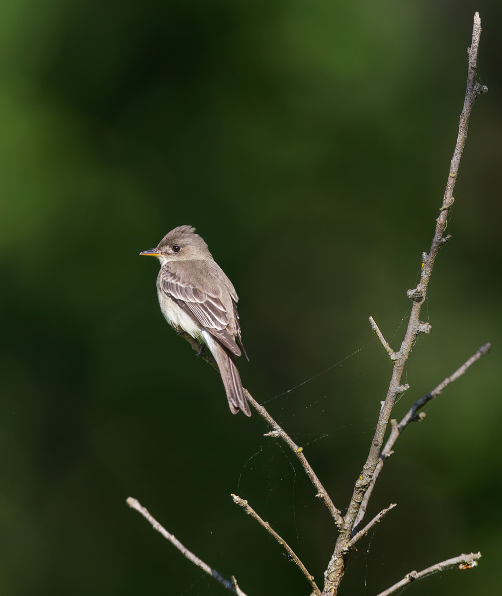 Eastern Wood Pewee

District of Columbia 
Rock Creek Park "Maintenance Yard"

May 2015