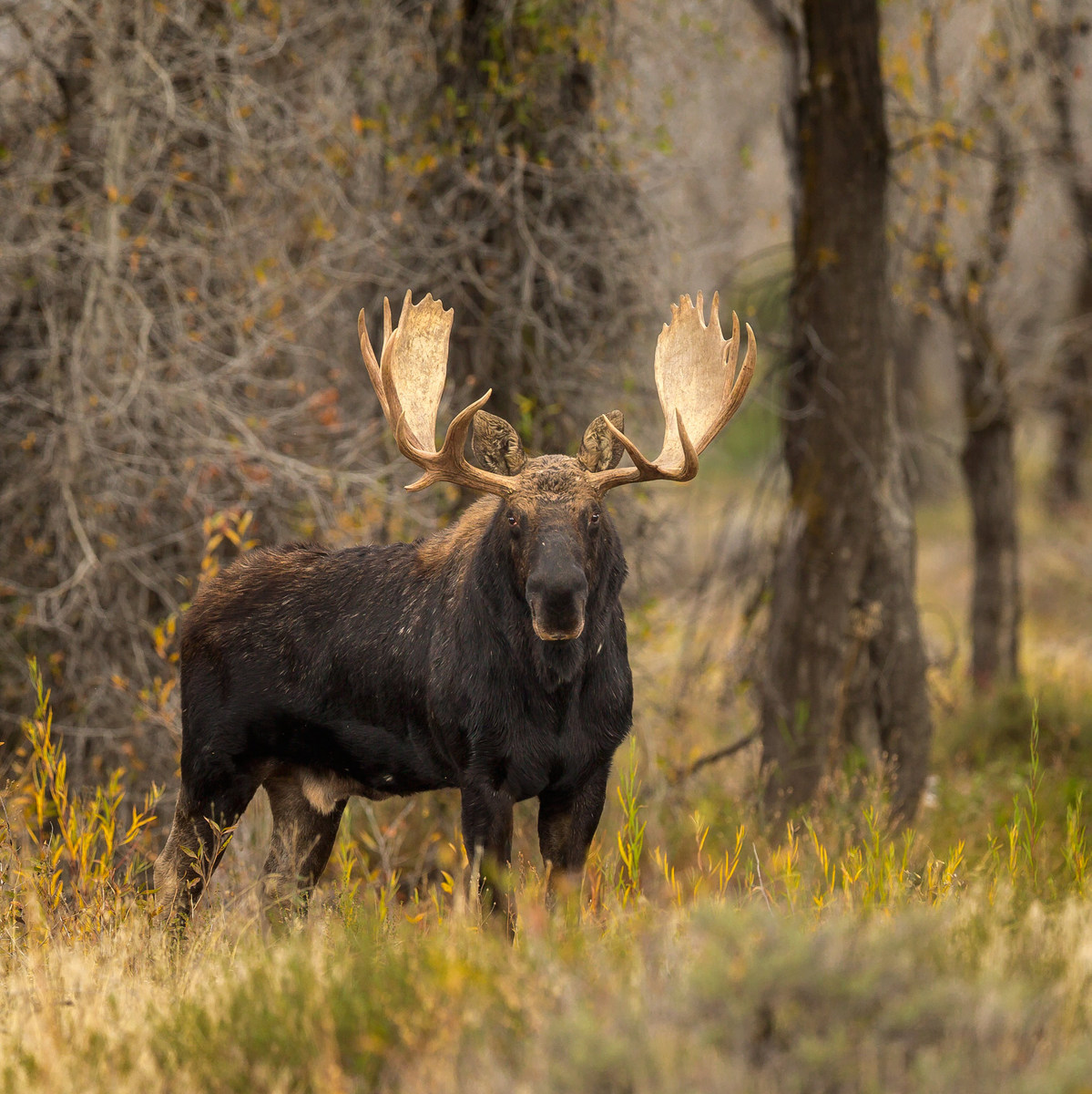 A Bull Moose stares me down
