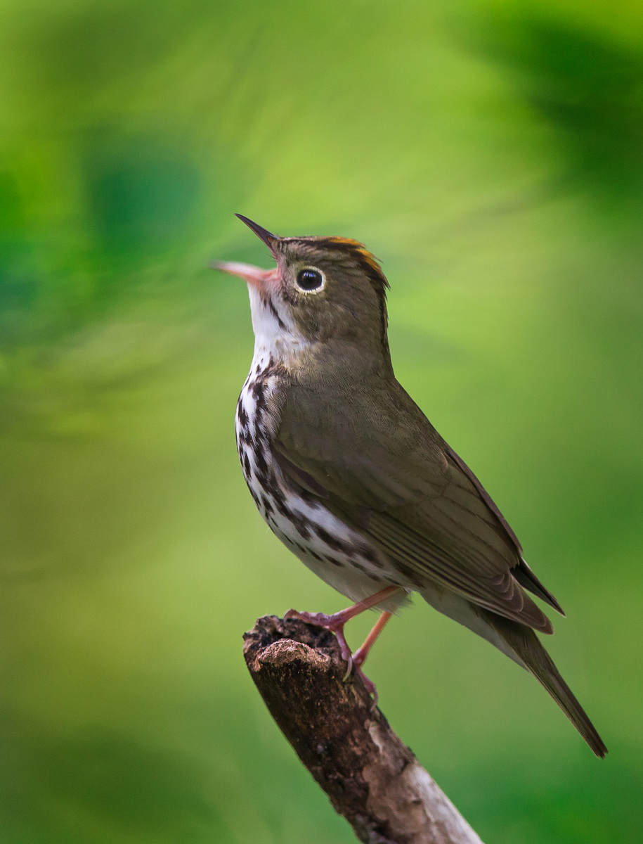 Ovenbird

G R Thompson State Wildlife Management Area, Virginia