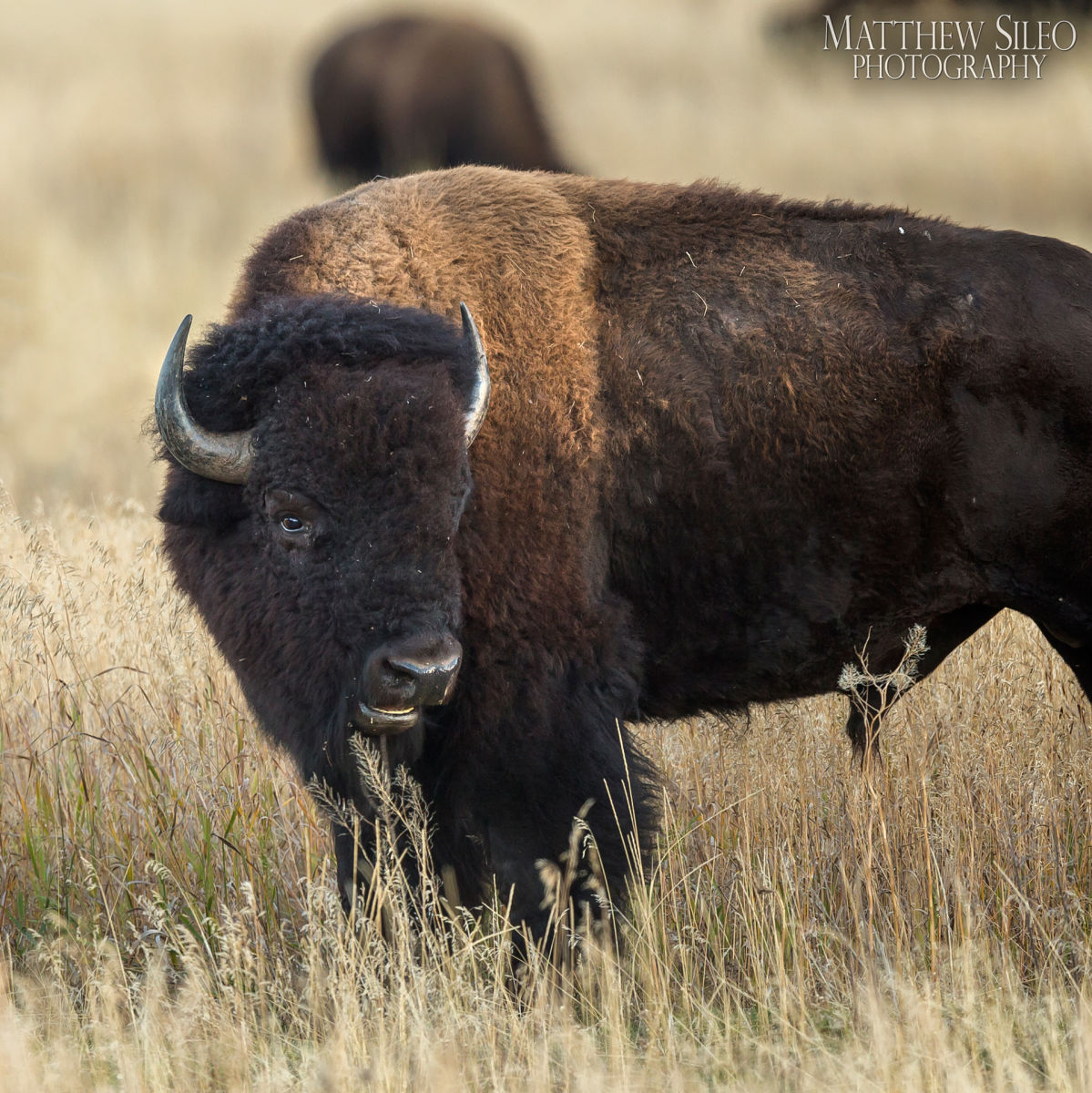 American Bison, portrait