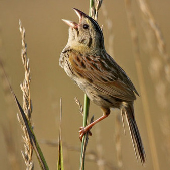 Henslow's Sparrow, Male (1)
Conservation Status: Endangered, multiple State- listed. I personally discovered the only documented returning breeding colony of Henslow's Sparrows in New Jersey (2006, 2008)