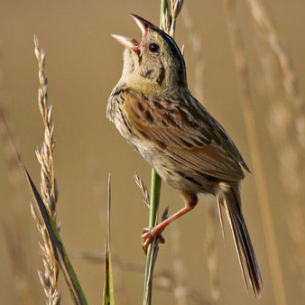 Henslow's Sparrow, Male (1)
Conservation Status: Endangered, multiple State- listed. I personally discovered the only documented returning breeding colony of Henslow's Sparrows in New Jersey (2006, 2008)