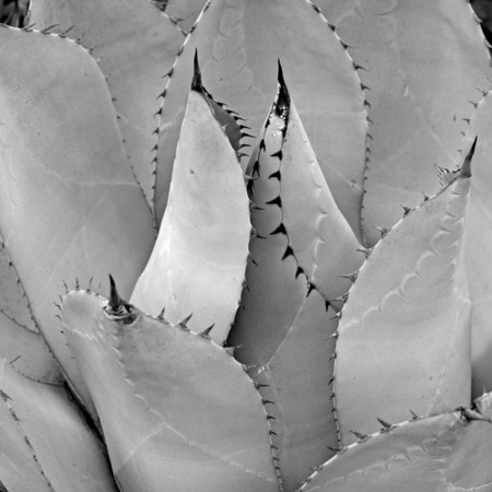 "Agave"