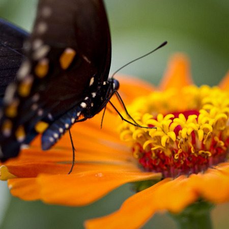 Black Swallowtail Butterfly (National Arboretum)