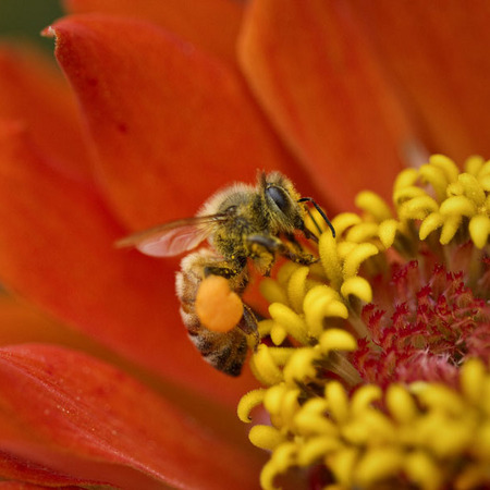 Honeybee (2) (National Arboretum)