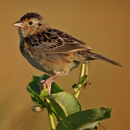 Grasshopper Sparrow, Male (3)
Conservation Status: Threatened, multiple State-listed