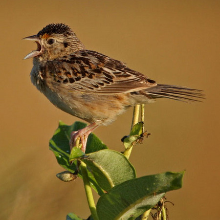 Grasshopper Sparrow, Male (1)
Conservation Status: Threatened, multiple State-listed