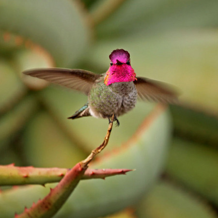 Anna's Hummingbird (1) (San Diego)