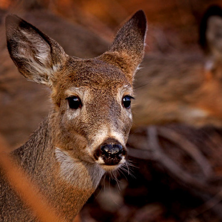 White-tailed Deer (2) (Woodend Nature Sanctuary)