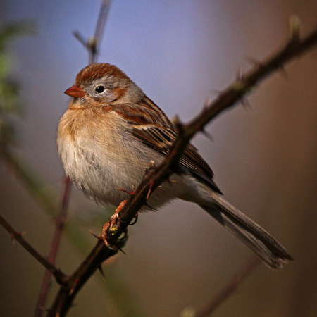 Field Sparrow (Woodend Audubon Sanctuary)