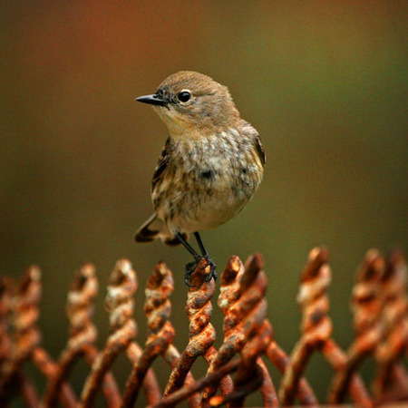 "On the Fence" (Yellow-rumped Warbler, La Jolla)