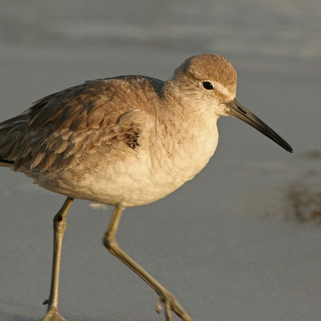 Willet (Ocean Beach, CA)