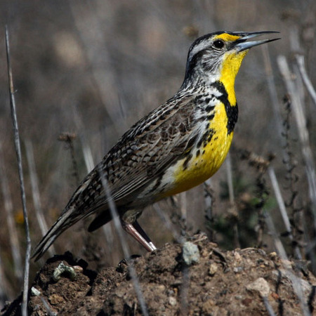 Western Meadowlark (San Clemente Island)