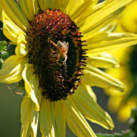 Sunflower and Honeybee