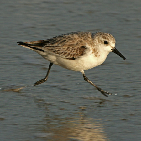 Sanderling (Ocean Beach, CA