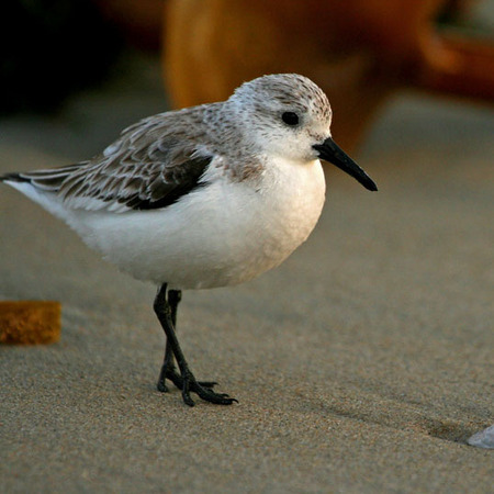 Sanderling (1) (San Diego)