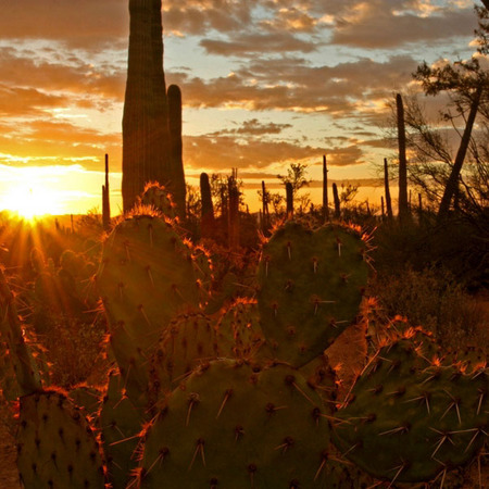 "Saguaro Sunset" (2) (Saguaro National Monument, Arizona)