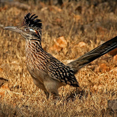 Greater Roadrunner (Big Bend National Park, TX)