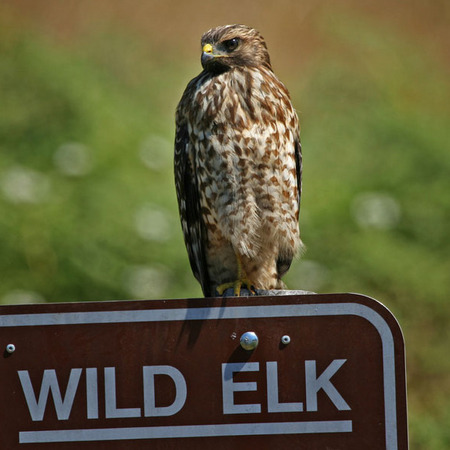 Red-shouldered Hawk (4) (Prairie Creek Redwoods State Park)