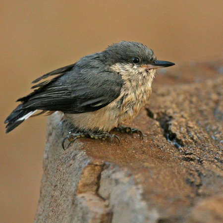 Pygmy Nuthatch (Cleveland National Forest)