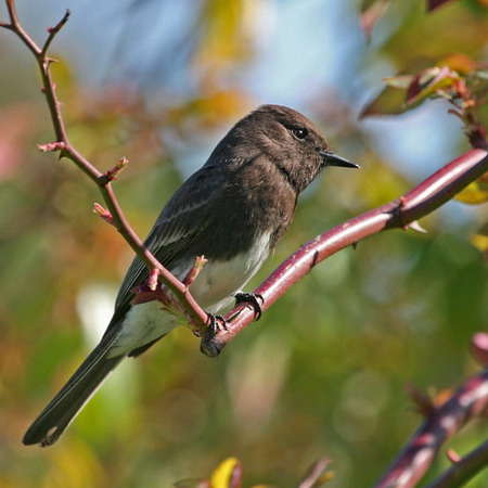 Black Phoebe (San Diego)