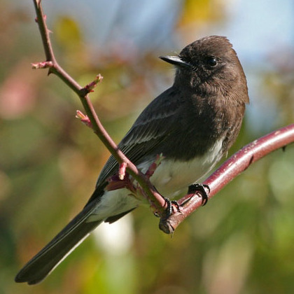 Black Phoebe (2) (San Diego)