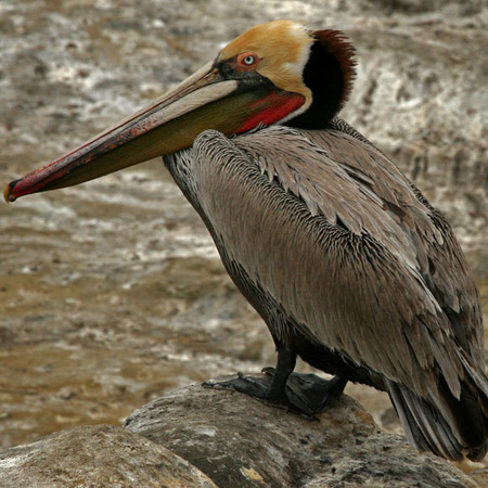 Pacific Brown Pelican, male (La Jolla, CA)