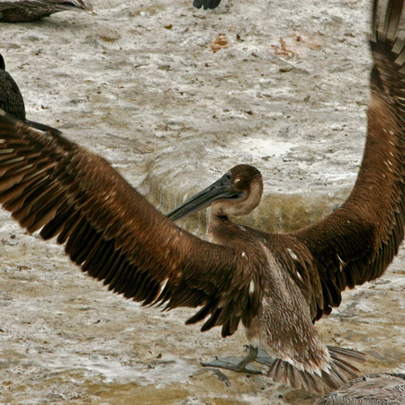 Pacific Brown Pelican, female (La Jolla, CA)