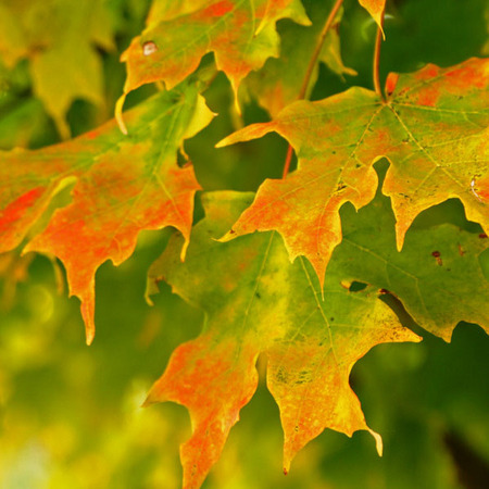 "Autumn Leaves" (Hillsborough, New Jersey)