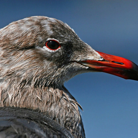 Heerman's Gull (2) (San Diego)