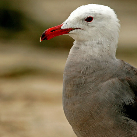 Heerman's Gull (1) (San Diego)