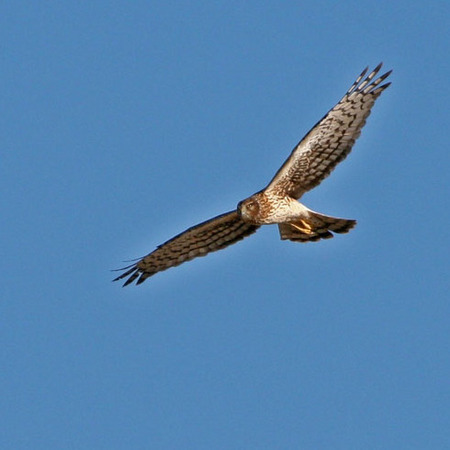 Northern Harrier.

Conservation Status: Threatened or endangered, multiple State-listed