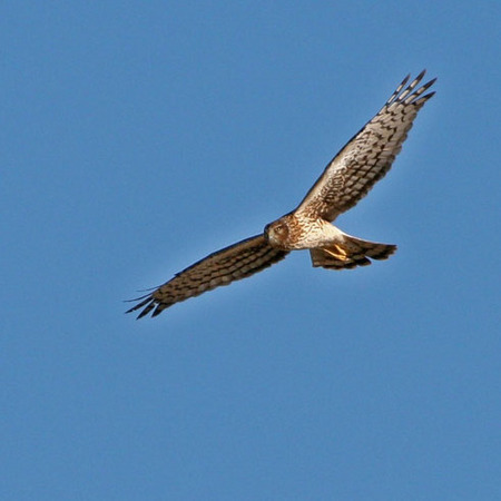 Northern Harrier.

Conservation Status: Threatened or endangered, multiple State-listed