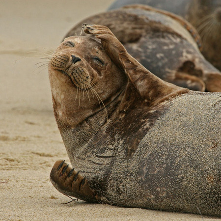 Harbor Seal (3) (La Jolla)