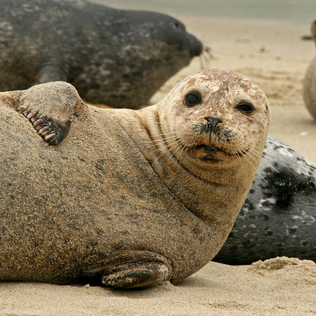 Harbor Seal (5) (La Jolla)