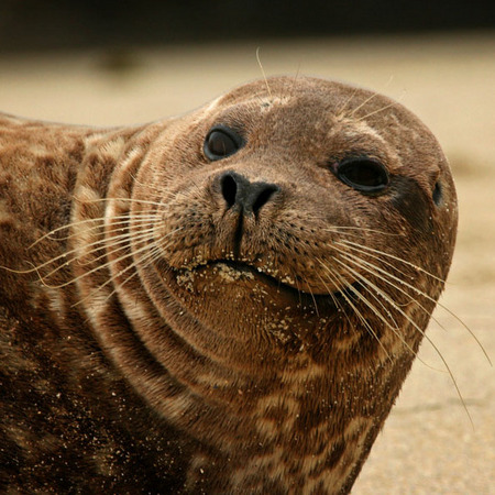 Harbor Seal (2) (La Jolla)