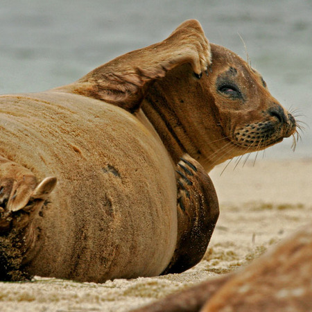 Harbor Seal (La Jolla, CA)