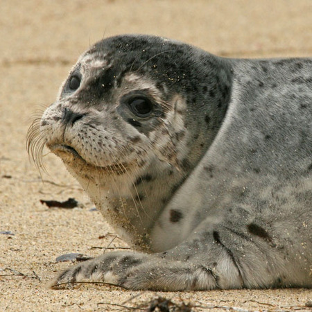 Harbor Seal (La Jolla, CA)