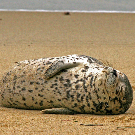 Harbor Seal (4) (La Jolla)