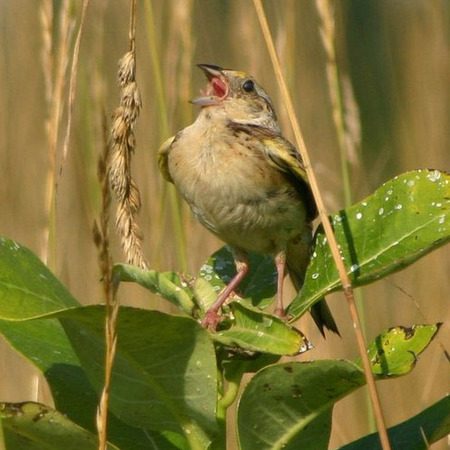 Grasshopper Sparrow, Male (2)
Conservation Status: Threatened, multiple State-listed