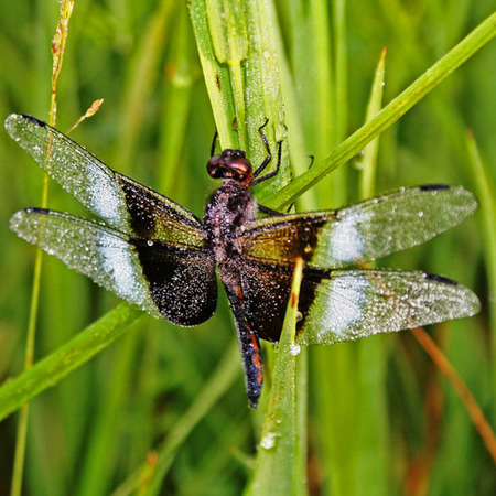 Widow Skimmer (San Diego, California)