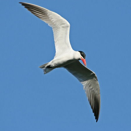 Caspian Tern (1) (San Diego, California)
