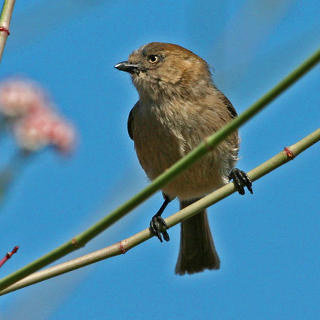 Wrentit (San Diego)