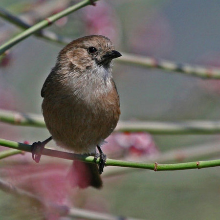 Bushtit (San Diego)