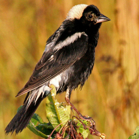 Bobolink, Male (2)
Conservation Status: Threatened, multiple State-listed