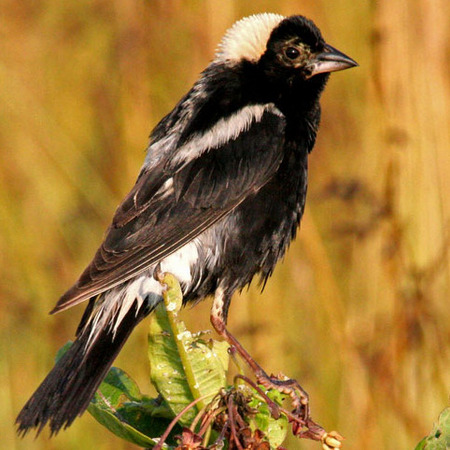 Bobolink, Male (2)
Conservation Status: Threatened, multiple State-listed