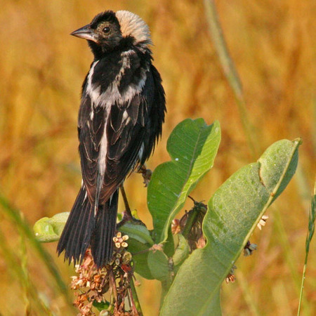 Bobolink, Male (1)
Conservation Status: Threatened, multiple State-listed