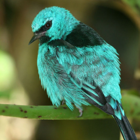 Blue Dacnis